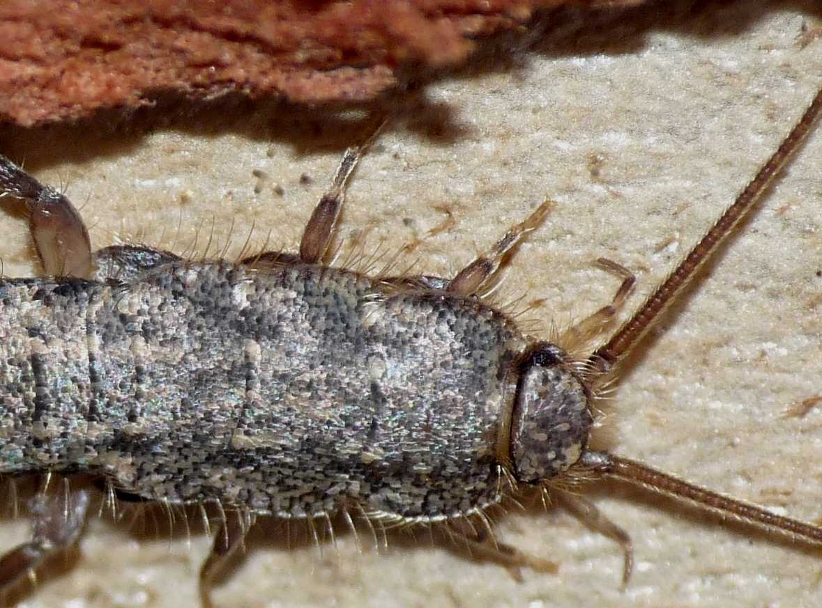 Lepismatidae